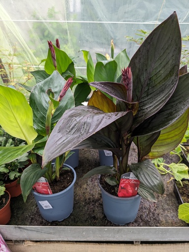 Canna cannova D17