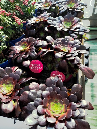 Aeonium arboreum 