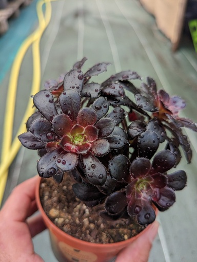 Aeonium nigrum