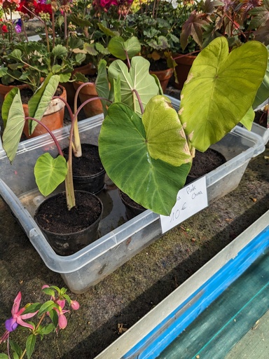 Colocasia Pink China