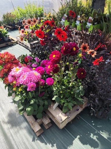 Dahlia D23