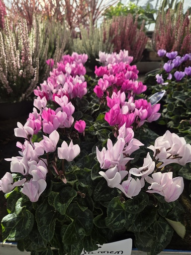 Cyclamen 