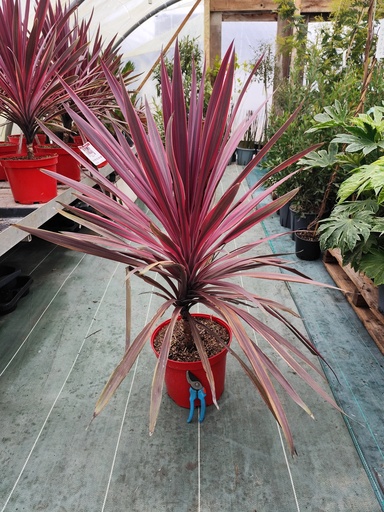 CORDYLINE australis Paso doble 10L