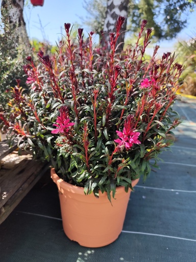 GAURA lindheimeri D24