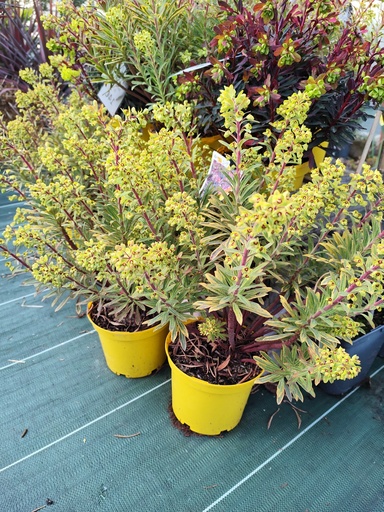 EUPHORBIA martinii Ascot rainbow Pot de 3L