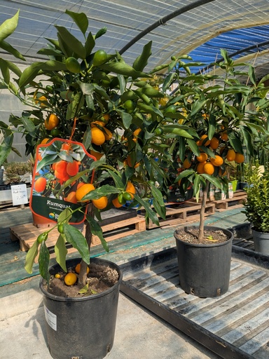 KUMQUAT