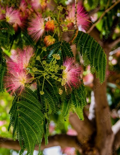 ALBIZIA julibrissin Ombrella (rose) C.4L RC