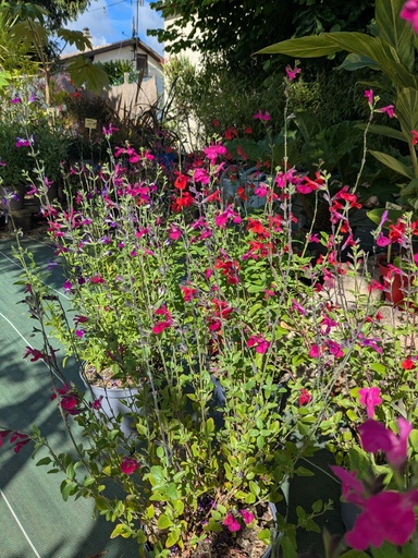 SAUGE Arbustive - Salvia 