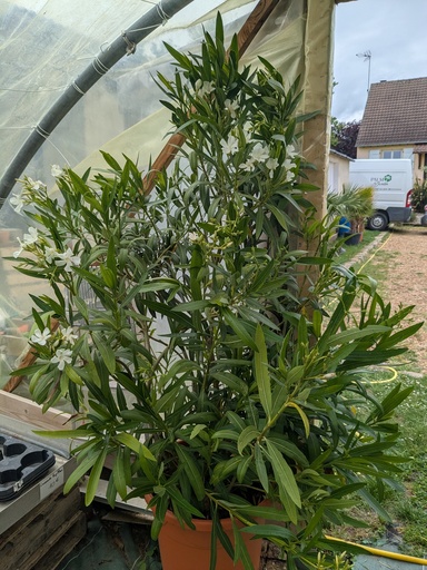 Laurier rose 30L