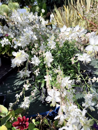 Gaura Everlast 