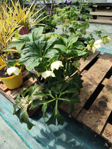 Hellebore orientalis - Rose de Noël