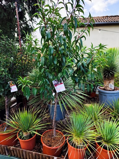 Amandier Amygdalus princess 15L