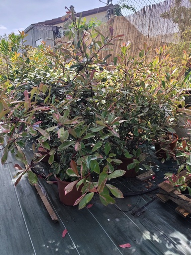 PHOTINIA Fraseri Pink Marble 15L