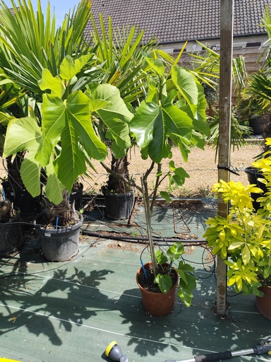 FIGUIER Ficus carica demi tige