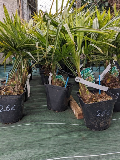 TRACHYCARPUS fortunei C.4L