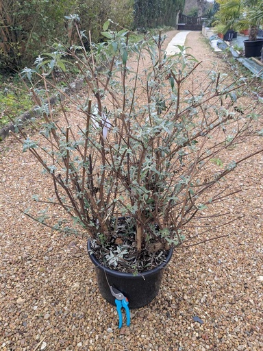 BUDDLEIA Tricolore 20L 