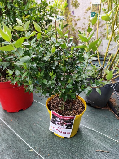 ABELIA grandiflora Pot de 3L