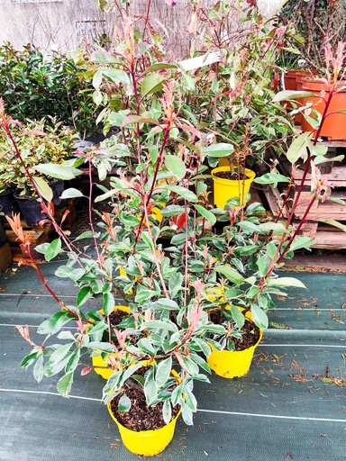 PHOTINIA fraseri Pink marble cassini 3L 