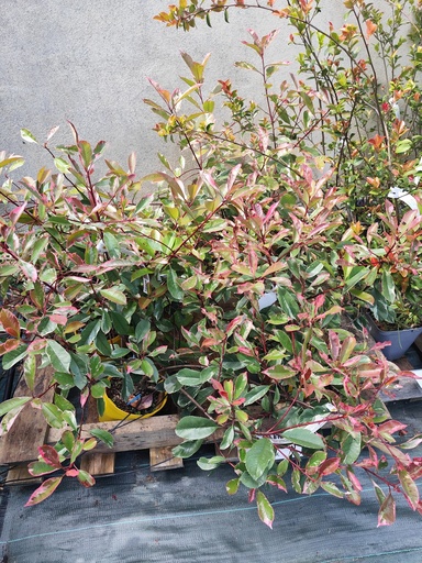 PHOTINIA fraseri Pink marble cassini Pot de 3L 40/60