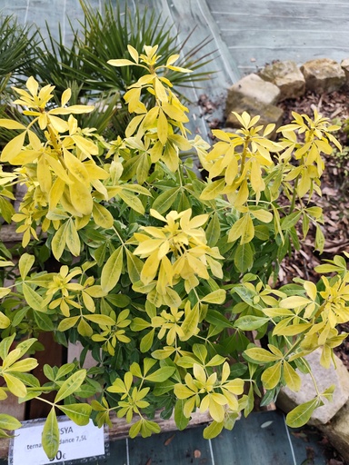 CHOISYA ternata sundance 7.5L
