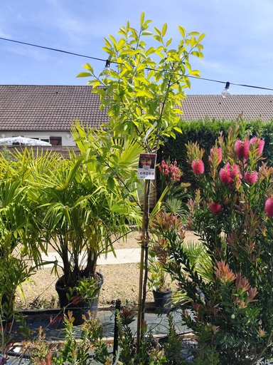 Kaki Fuyu 10L demi tige