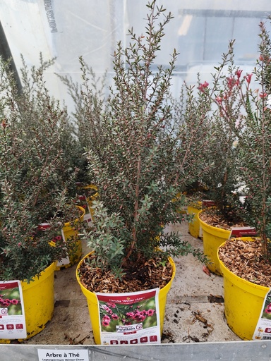 LEPTOSPERMUM Scoparium Martinii (rose) 3L