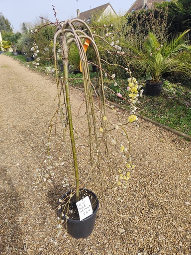 Saule marsault pleureur "Salix Pendula" 15L tige