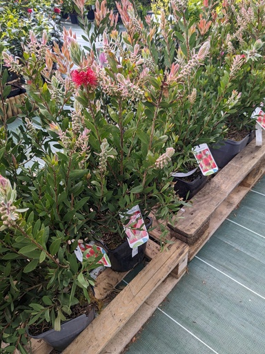 CALLISTEMON laevis (rouge) 3L