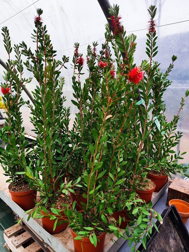 CALLISTEMON laevis / Rince bouteille 3L