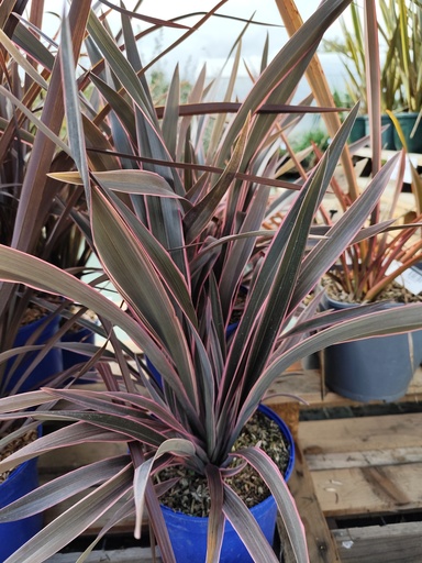 Phormium Pink Stripe 4L