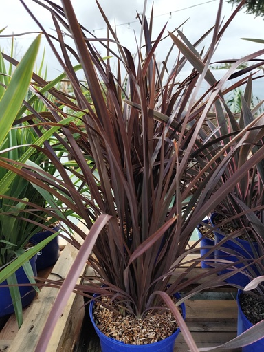 Phormium Tenax Purpureum 4L
