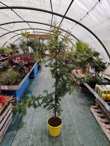 Mimosa -ACACIA Dealbata D24 140/150~