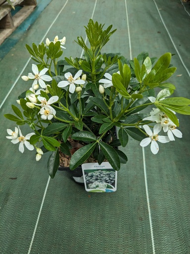 CHOISYA ternata (blanc) C.2L RC