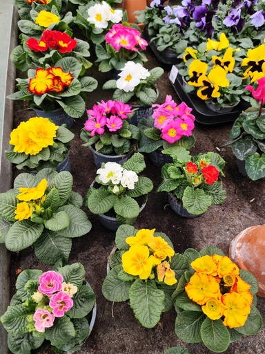 Lot x3 PRIMEVERE acaulis D10.5 