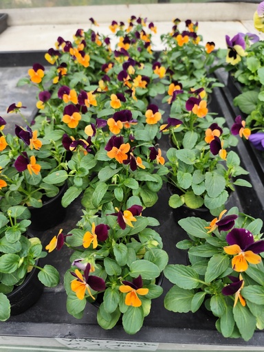 lot x3 VIOLA D09 