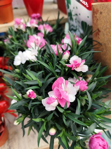 OEILLET Pink proud bicolor