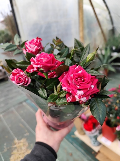 ROSIER Bicolor 