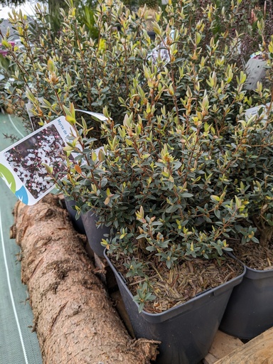 LEPTOSPERMUM lanigerum Silver sheen (blanc) C.4L RC