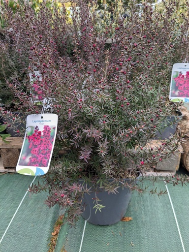 LEPTOSPERMUM scoparium Crimson glory (rouge) 4L