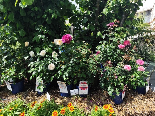 Rosier 5L variés