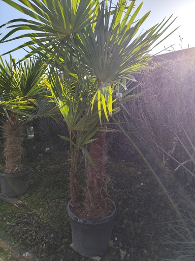 Trachycarpus Fortunei double tronc 80cm~