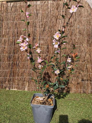 CAMELLIA CHAMPETRE x Fairy blush (rose) C.4L RC 5 ans