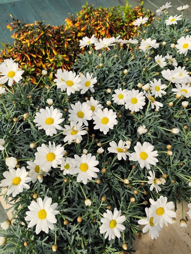 Marguerite des Canaries / Anthemis 