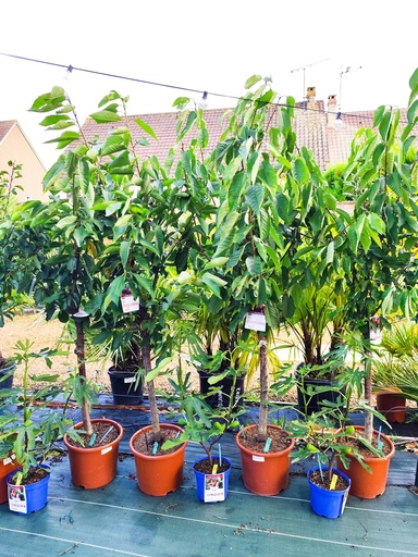 CERISIER Bigarreau Geant d'hedelfingen15L