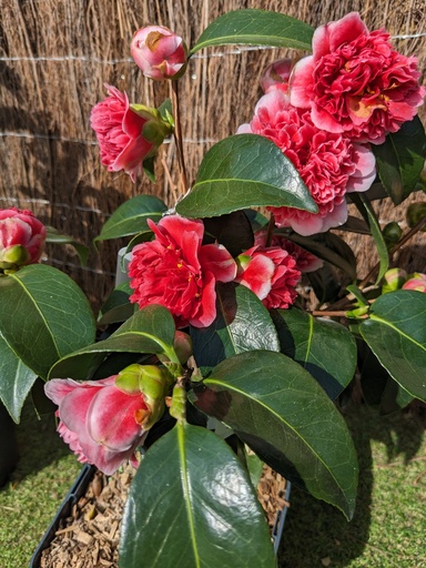 CAMELLIA japonica Volunteer (rose) C.4L