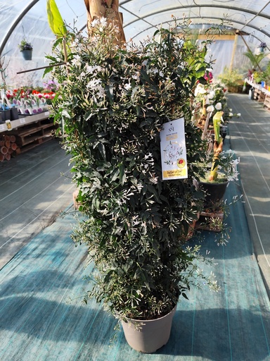 Jasmin polyanthum D25