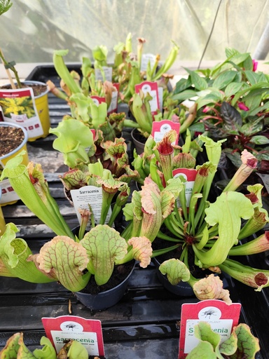 Sarracenia carnivore 