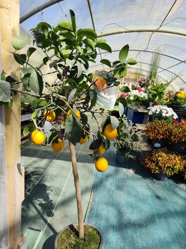 CITRONNIER lemon Mayer 