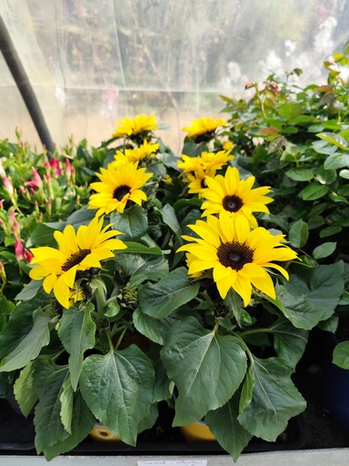 Tournesol / helianthus sunsation