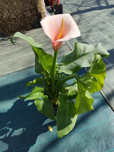 Arum Flamingo